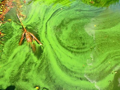 2025-05-26 Wakodahatchee, Algae