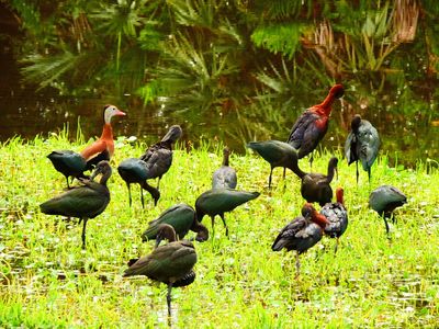 2025-06-23 Wakodahatchee, Glossy Ibis