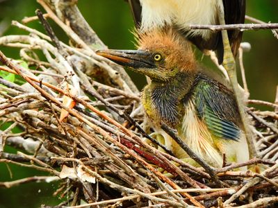2025-06-23 Wakodahatchee, Tri-colored Heron chicken