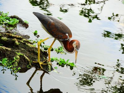 2025-06-23 Wakodahatchee, Tri-colored Heron