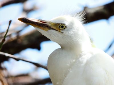 2025-06-30 Wakodahatchee, Cattle Egret, juvenile