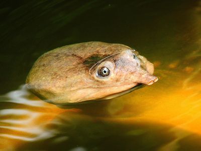 2025-06-30 Wakodahatchee, Softshell Turtle