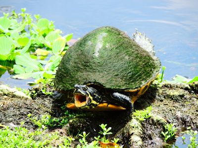 2025-06-30 Wakodahatchee, Red-bellied Turtle