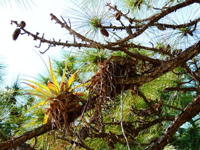 Bromeliad, Pine Tree