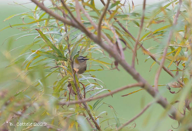 Vuurgoudhaan - Firecrest - Regulus ingnicapilla