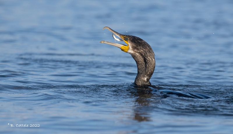 Aalscholver - Great cormorant - Phalacrocorax carbo