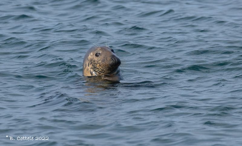 Grijze zeehond - Grey seal - Halichoerus grypus
