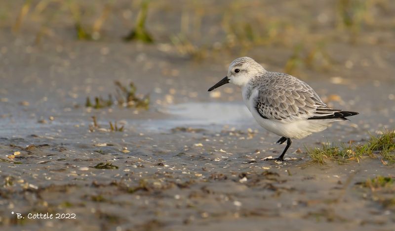 Drieteenstrandloper - Sanderling - Calidris alba