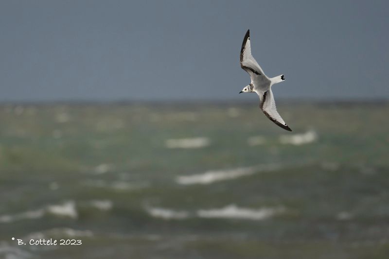 Drieteenmeeuw - Black-legged kittiwake - Rissa tridactyla