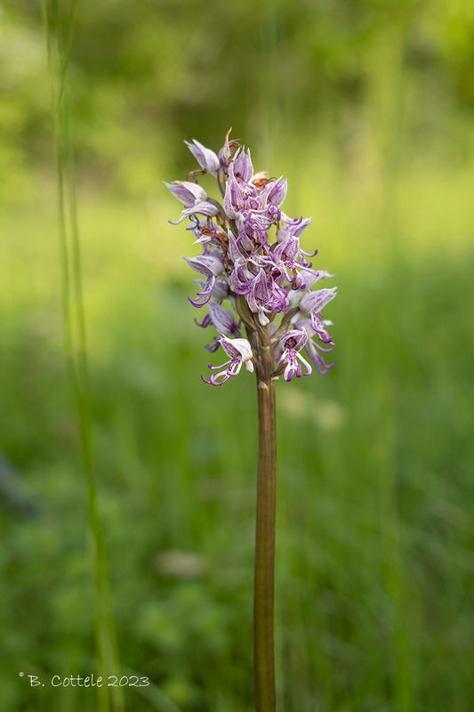 Aapjesorchis - Monkey orchid - Orchis simia