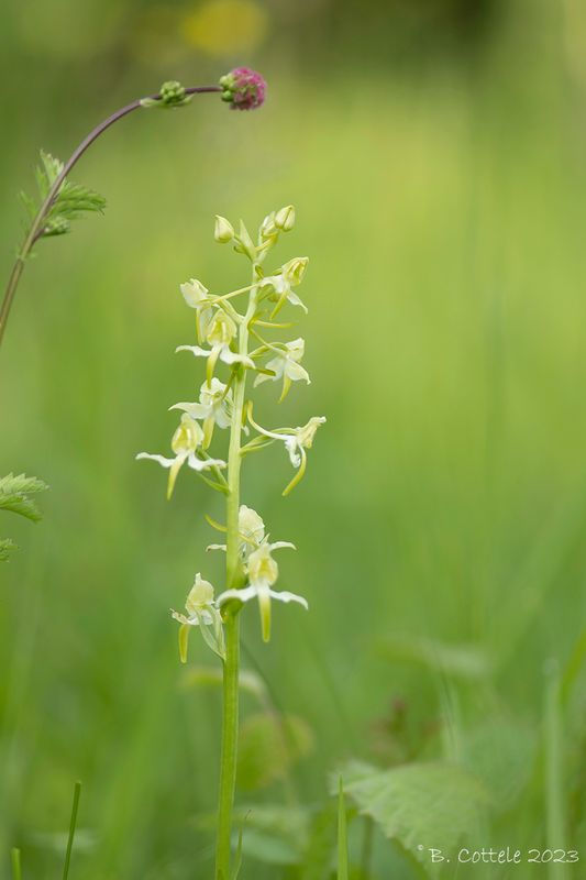 Bergnachtorchis - Greater butterfly-orchid - Platanthera chlorantha