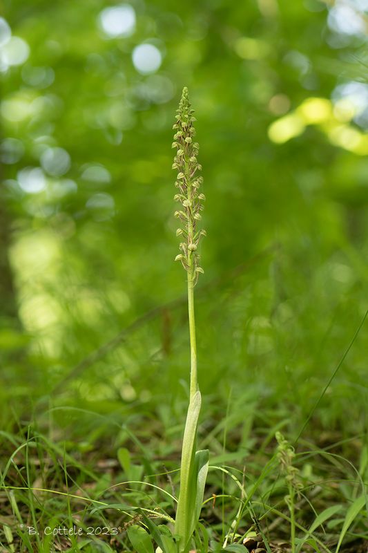 Poppenorchis - Man orchid - Orchis anthropophora