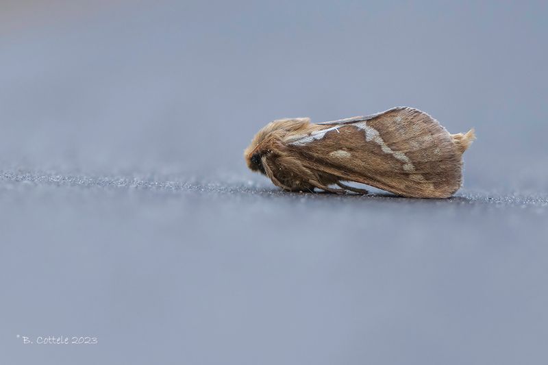Slawortelboorder - Common swift moth - Pharmacis lupulina