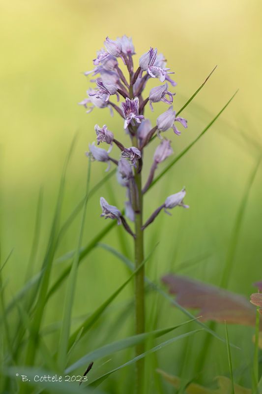 Soldaatje - Military orchid- Orchis militaris