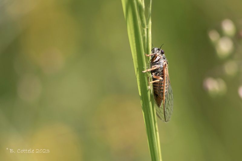 Cicade spec - Auchenorrhyncha