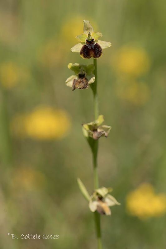 Spinnenorchis - Early spider-orchid - Ophrys sphegodes