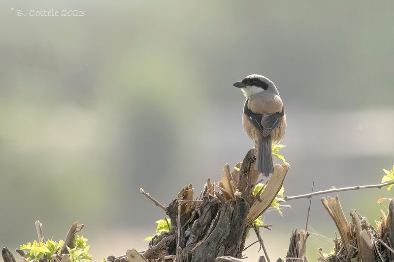 Langstaartklauwier - Long-tailed shrike - Lanius schach