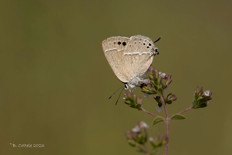 Satyrium mirabilis