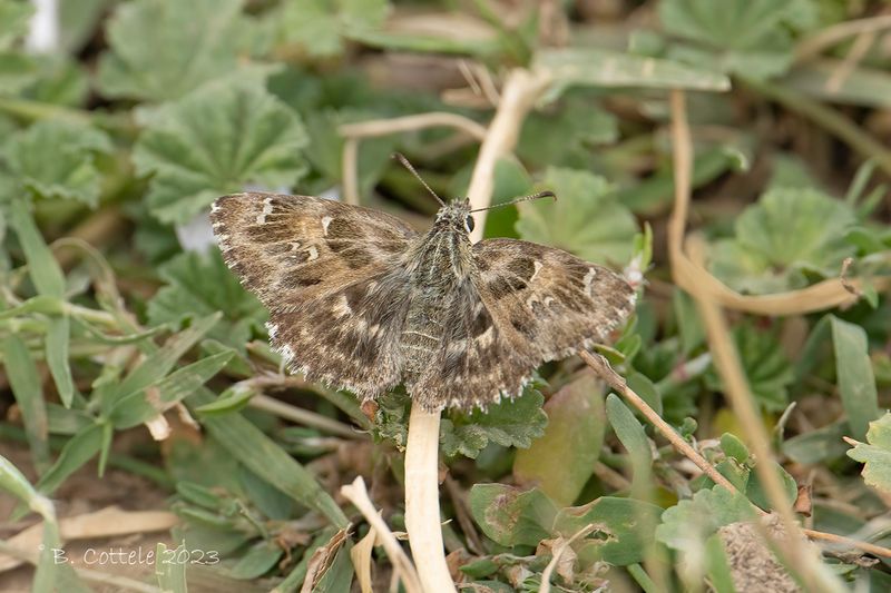 Kaasjeskruiddikkopje - Mallow skipper - Carcharodus alceae