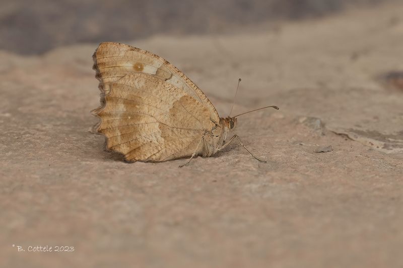 Heremiet - Hermit - Chazara briseis