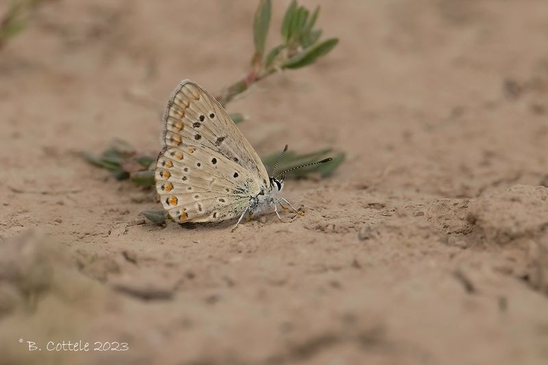 Polyommatus spec 