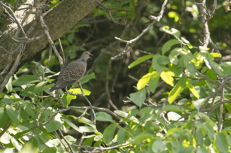 Meenatortel - Western oriental turtle dove - Streptopelia orientalis meena