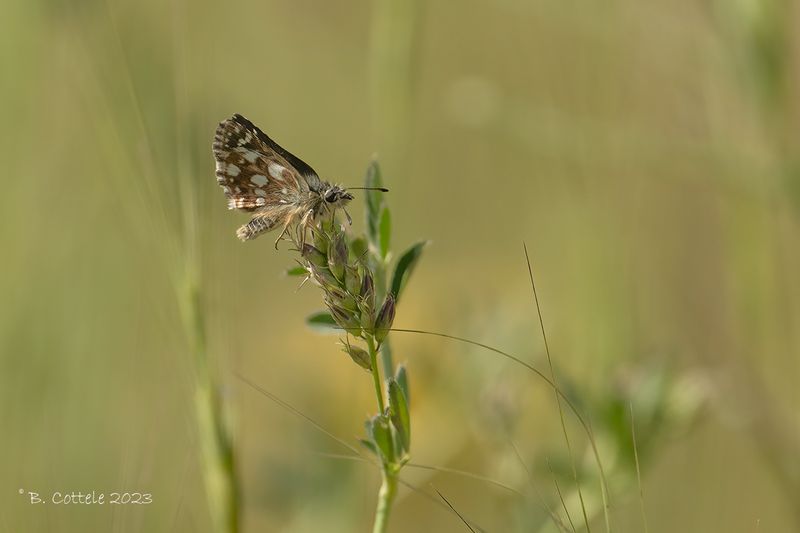 Oostelijk kalkgraslanddikkopje - Orbed red-underwing skipper - Spialia orbifer