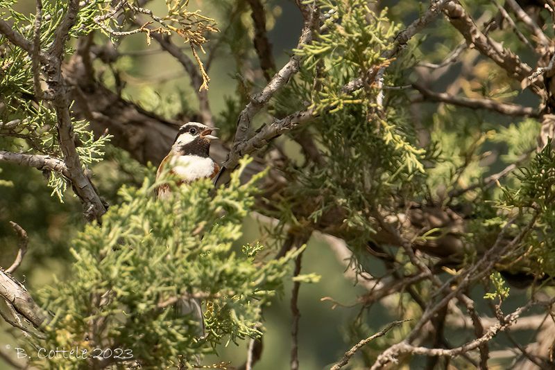 Stewarts gors - White-capped bunting - Emberiza stewarti