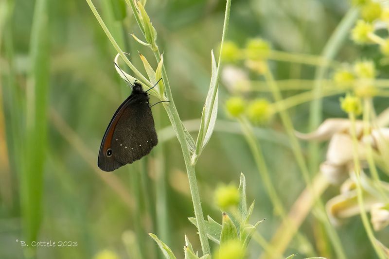 Erebia spec