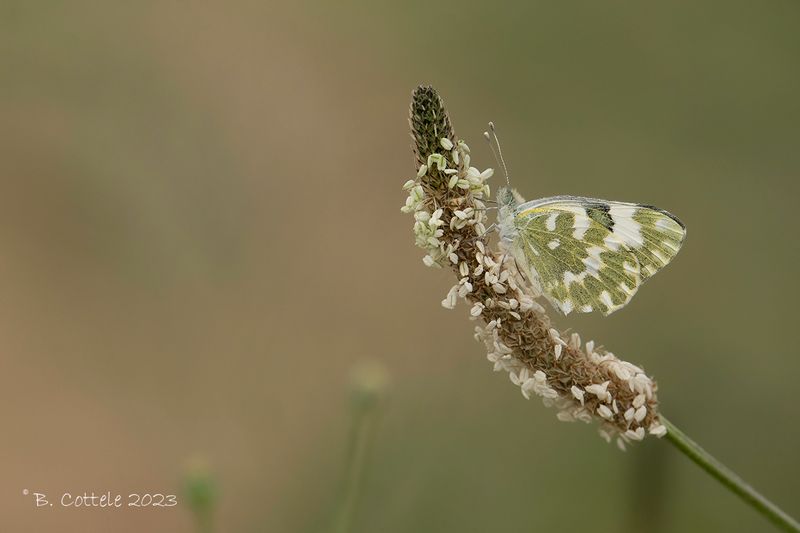 Oostelijk resedawitje - Eastern Bath white - Pontia edusa