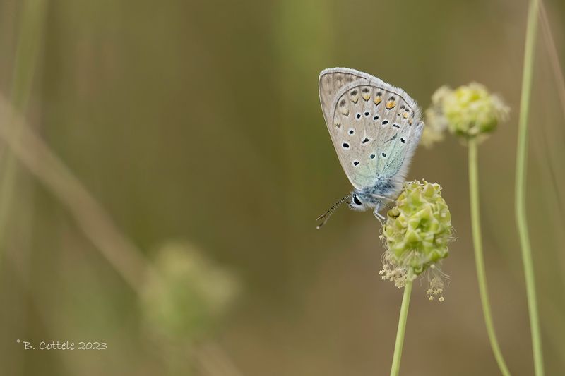 Icarusblauwtje - Common blue - Polyommatus icarus
