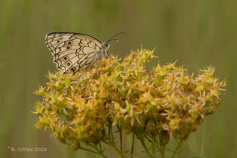 Melanargia parce 