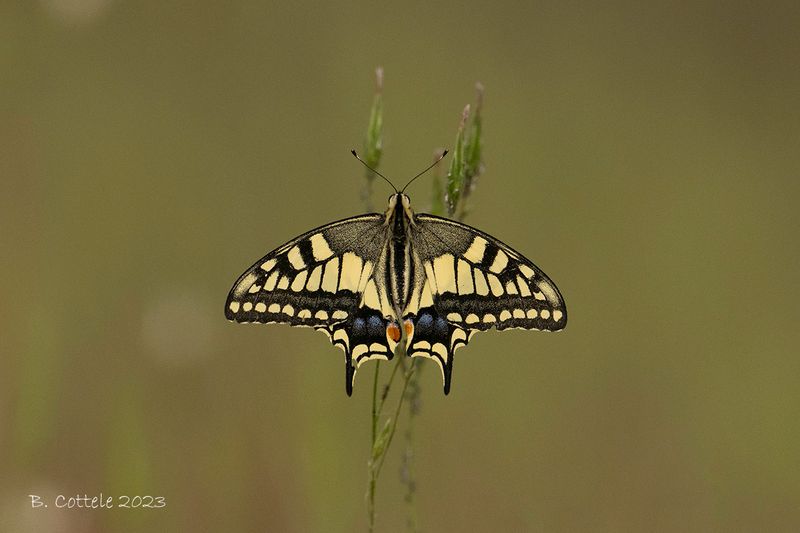 Koninginnepage - Old World swallowtail - Papilio machaon