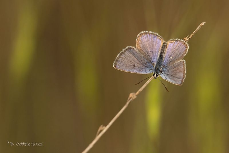 Polyommatus sarta 