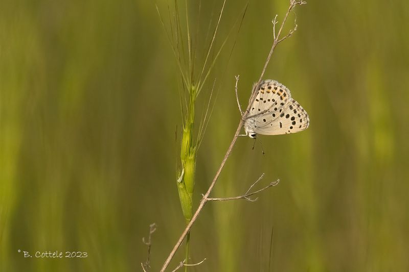 Oostelijk tijmblauwtje - Eastern baton blue - Pseudophilotes vicrama