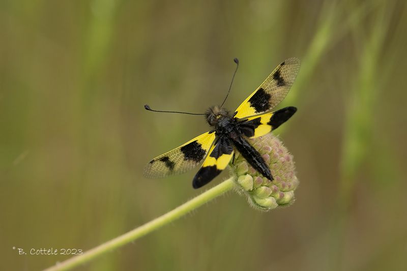 Vlinderhaft - Owly sulphur - Libelloides coccajus