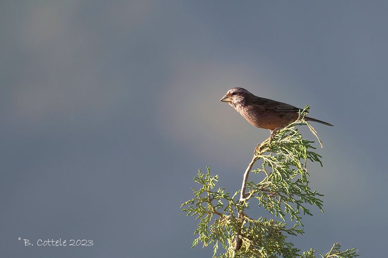 Blyths roodmus - Blyths rosefinch - Carpodacus grandis