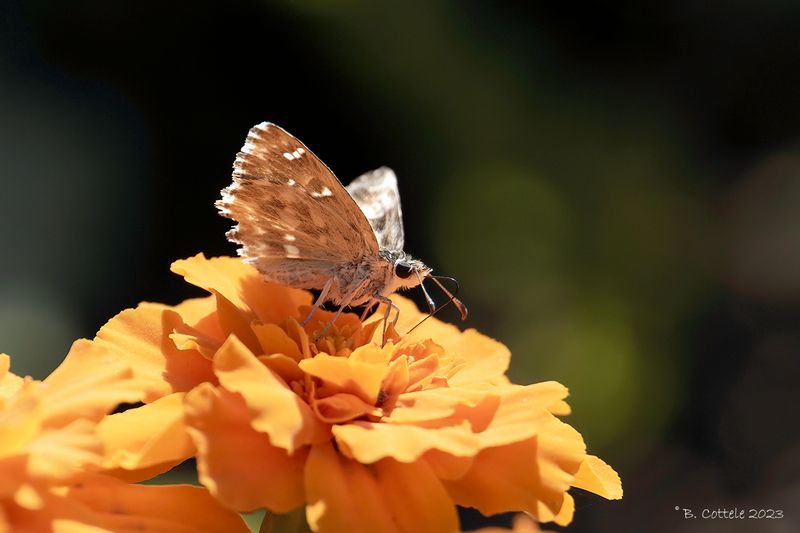 Pluimdikkopje - Tufted skipper - Muschampia floccifera