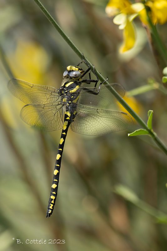 Cordulegaster coronata