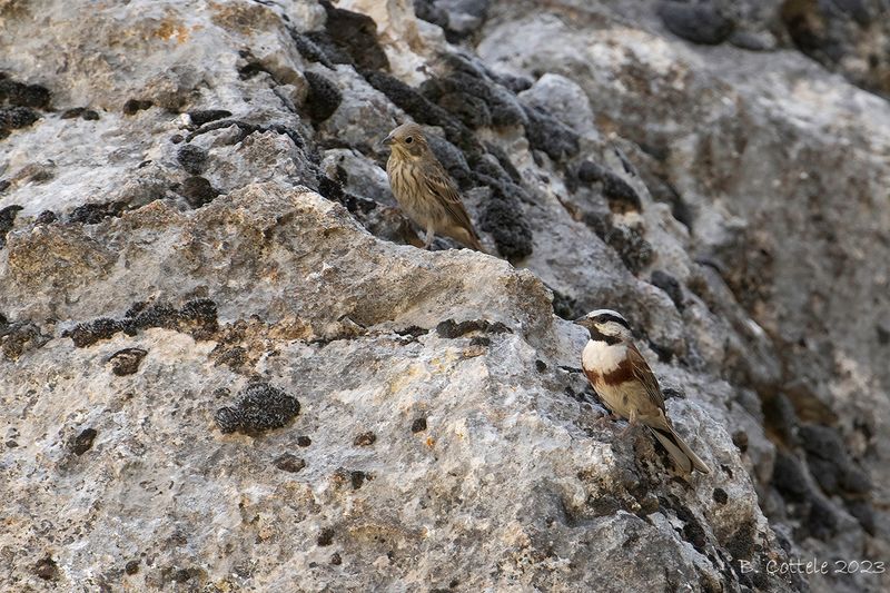 Stewarts gors - White-capped bunting - Emberiza stewarti