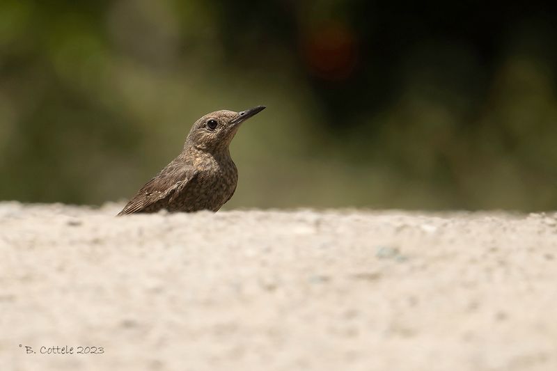 Blauwe rotslijster - Blue rock thrush - Monticola solitarius