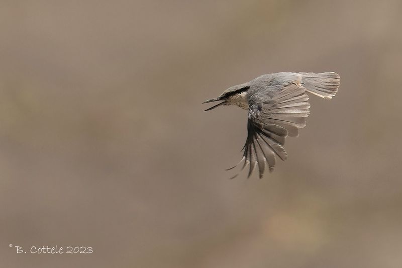 Grote rotsklever - Eastern rock nuthatch - Sitta tephronota