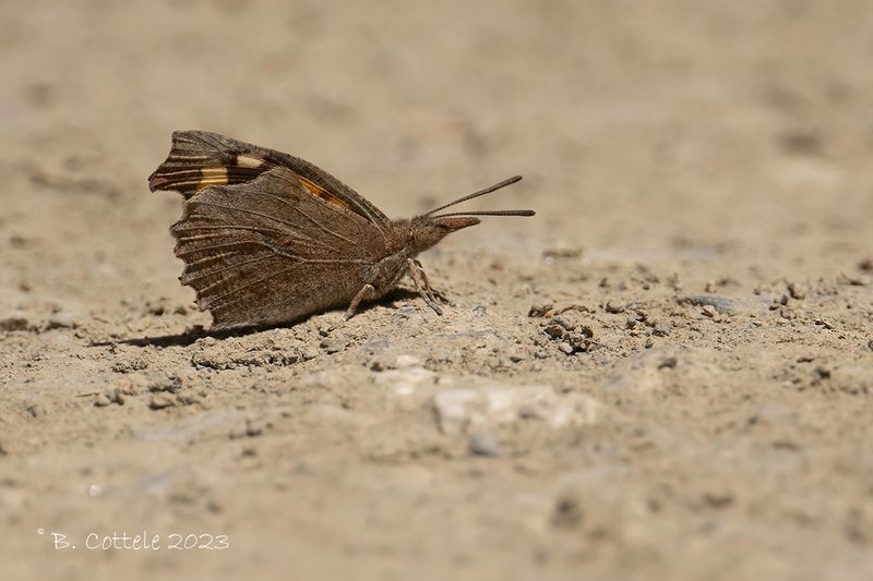 Snuitvlinder - European beak - Libythea celtis