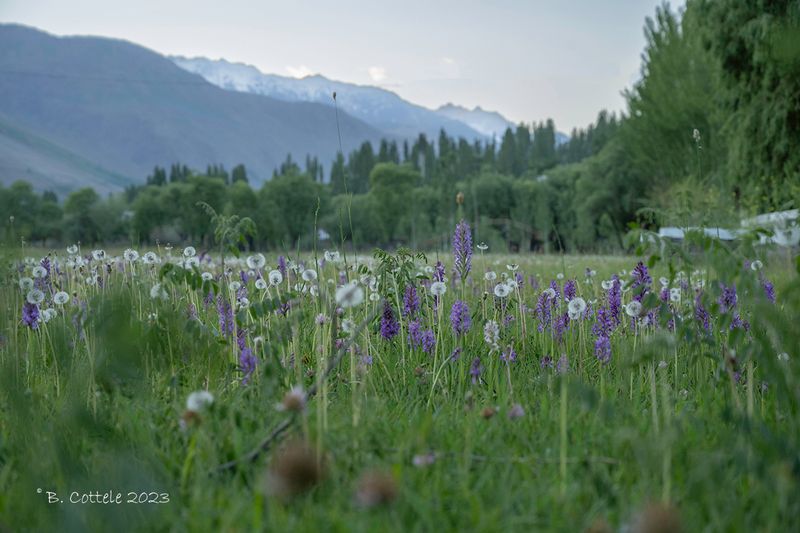 Orchideenveld - Orchid field