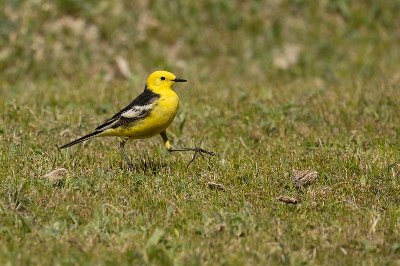 Citroenkwikstaart - Citrine wagtail - Motacilla citreola