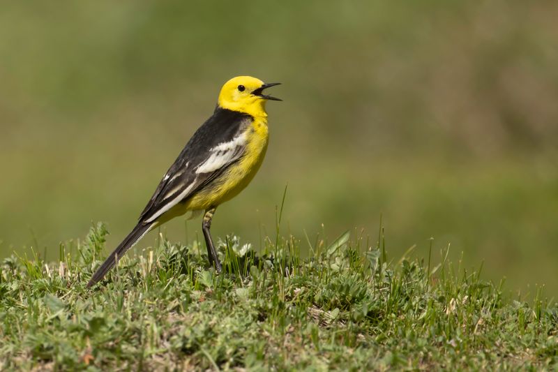 Citroenkwikstaart - Citrine wagtail - Motacilla citreola