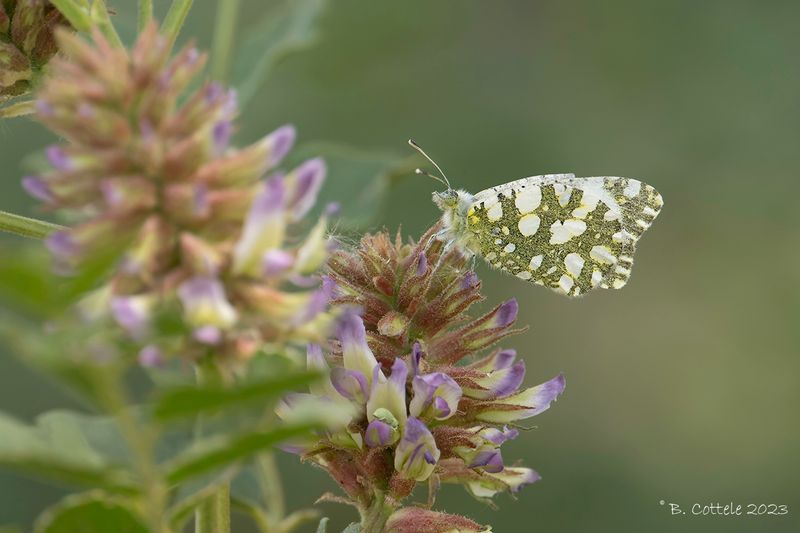 Marmerwitje onbekend - Dappled white spec - Euchloe spec