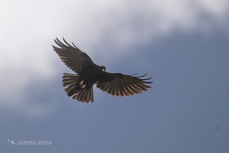 Alpenkauw - Alpine chough - Pyrrhocorax graculus