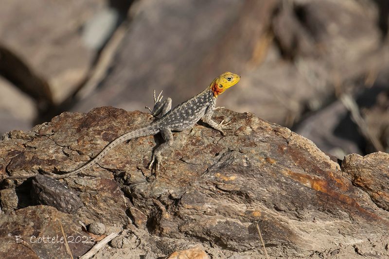 Himalayan agama - Paralaudakia himalayana 