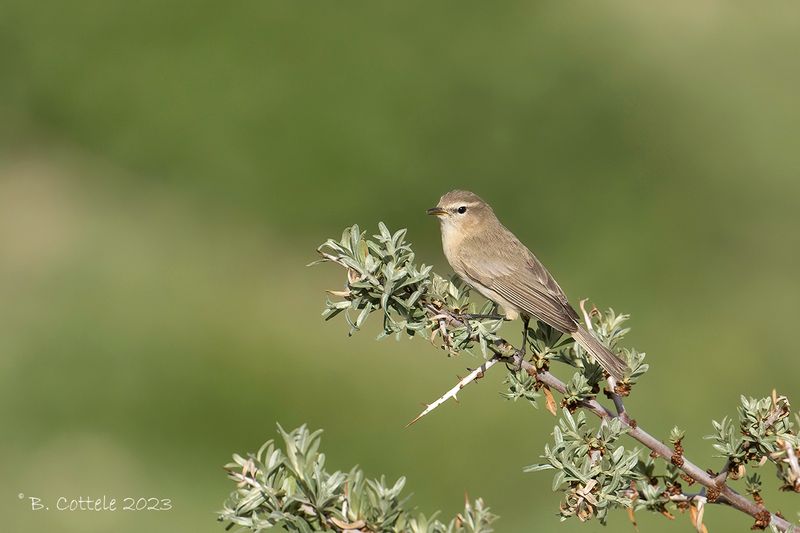 Bergtjiftjaf - Mountain chiffchaff - Phylloscopus sindianus